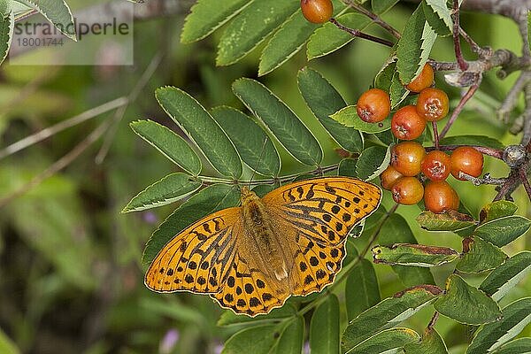 Silbern gewaschener Scheckenfalter (Argynnis paphia) erwachsen  ruht auf Blättern von Rowan (Sorbus aucuparia) im Garten  England  Juli