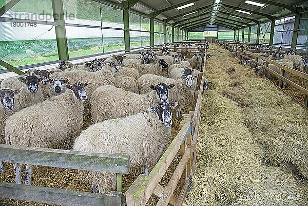 Hausschafe  Maultierschafe  Herde auf Stroheinstreu mit Heufutter im Lämmerstall stehend  Yorkshire  England  März