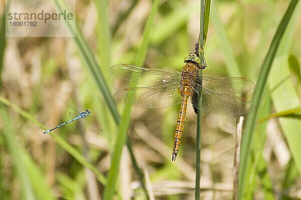 Norfolk Hawker (Aeshna isosceles)  erwachsenes Männchen  auf Schilf ruhend  wird von einem erwachsenen Männchen der Azurblauen Drossellibelle (Coenagrion puella) angegriffen  auf der Flucht  Strumpshaw Fen RSPB Reserve  River Yare  The Broads  Norfol