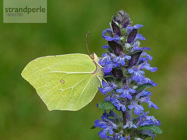 Schwefelschmetterling (Gonepteryx rhamni) erwachsenes Weibchen  auf Bugle-Blüten (Ajuga reptans) schlafend  Cannobina-Tal  Italienische Alpen  Italien  Marsch  Europa