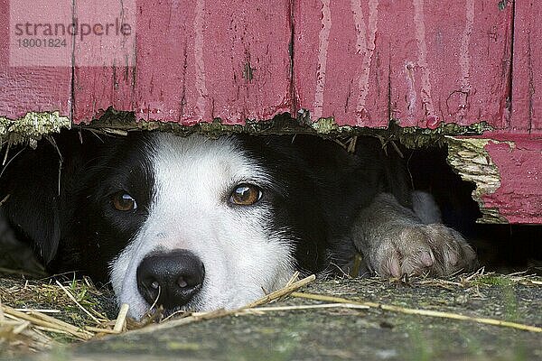 Haushund  Border Collie  arbeitender Schäferhund  erwachsen  schaut unter einer Holztür auf einem Bauernhof  England  Dezember