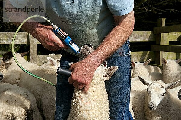 Schafzucht  Landwirt gibt Lämmern Wurmspray zum Schutz vor Parasiten  Kendal  Cumbria  England  Großbritannien  Europa