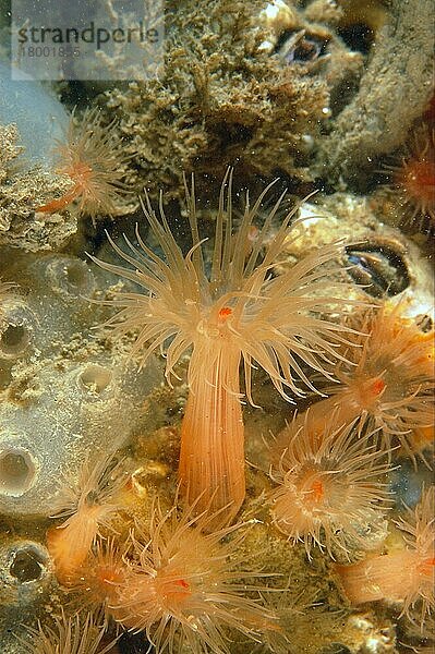 Orangenanemone (Diadumene cincta) Erwachsene  unter Seescheiden  Boscombe Pier  Dorset  England  Februar