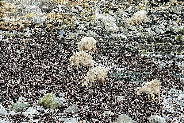 Wilde weiße Ziegen  die sich von Seegras am Steinstrand Isle of Jura  Schottland  ernähren. Die Legende besagt  daß sie von Tieren abstammen  die von den Wikingern auf die Insel gekauft wurden