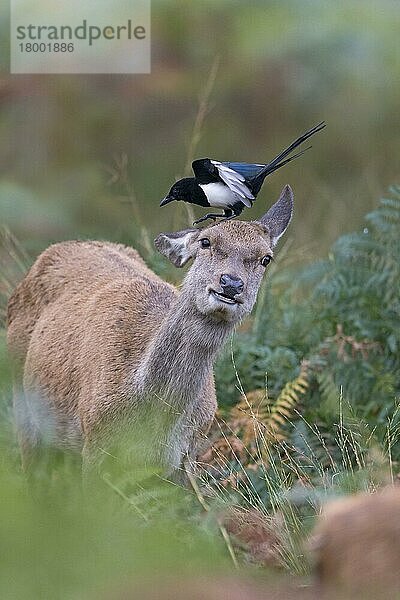 Rothirsch (Cervus elaphus)  Hirsch  stehend zwischen Farnkraut  mit Elster (Pica pica)  erwachsen  auf dem Kopf stehend  sucht nach Parasiten im Fell  Richmond Park  Richmond Upon Thames  London  England  Oktober