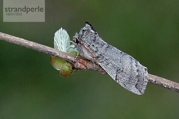 Erwachsener Gelbhörnerspinner (Achlya flavicornis)  ruhend auf einem Zweig der Hasel (Corylis avellana) mit sich öffnenden Blattknospen  Italien  März  Europa