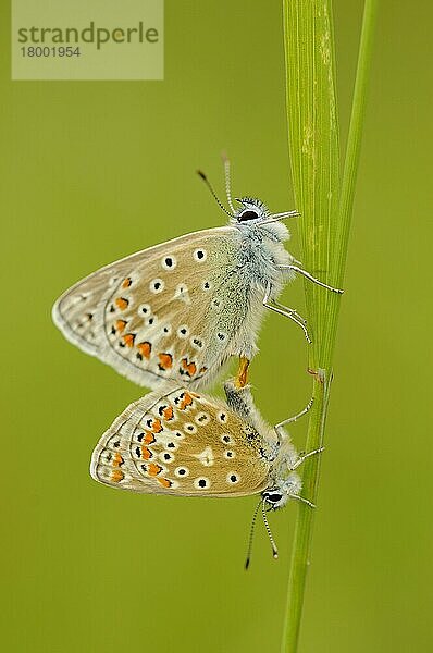 Hauhechel-Bläuling  Gemeiner Bläuling  Hauhechel-Bläulinge (Polyommatus icarus)  Gemeiner Bläulinge  Andere Tiere  Insekten  Schmetterlinge  Tiere  Common Blue adul