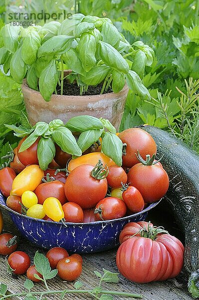 Diverse Sorten Tomaten (Solanum lycopersicum)  Basilikum