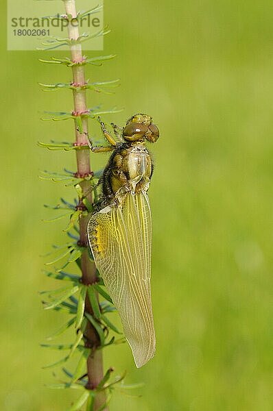 Erwachsener  neu aufgetauchter  sich ausdehnender und austrocknender Breitflügelzüchter (Libellula depressa)  Oxfordshire  England  Mai