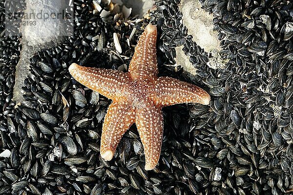 Gewöhnlicher Seestern (Asterias rubens) adult  auf freiliegendem Muschelbett bei Ebbe  Gower Peninsula  West Glamorgan  Südwales  März