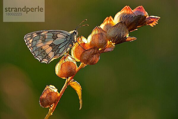 Marmorierter Weißer (Melanargia galathea)  erwachsen  ruht auf Samenkapseln von Gelber Rassel (Rhinanthus minor) in der späten Abendsonne  Braunton Burrows  Nord-Devon  England  Juli