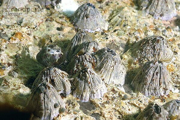 Südliche Seepocke  Südliche Seepocken  Andere Tiere  Krebse  Krustentiere  Tiere  Volcano Barnacle (Balanus perforatus) adult  group on rock underwater  Torbay  Devon  England  june