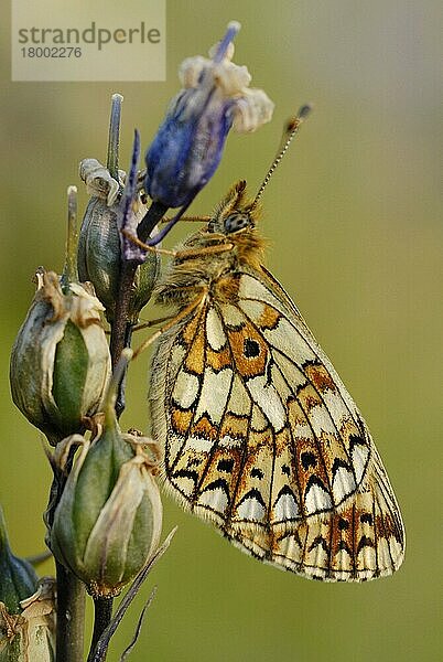 Kleiner perlengesäumter Scheckenfalter (Boloria selene)  erwachsen  auf dem Samenkopf der Blauglocke (Hyacinthoides non-scripta) in einem alten Waldgebiet  Alun Valley  Vale of Glamorgan  Südwales  Mai