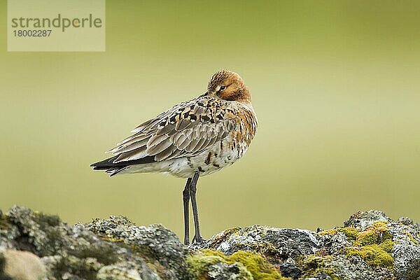 Uferschnepfe (Limosa limosa)  erwachsen  Brutgefieder  mit unter die Flügel gestecktem Schnabel  auf Vulkangestein stehend  Island  Juni  Europa