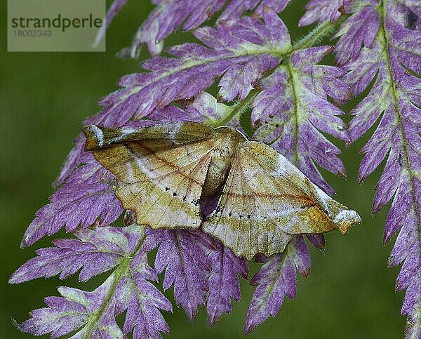 Flieder-Schönheitsmotte (Hygrochroa syringaria) Erwachsenes weibliches Weibchen in Nahaufnahme  auf der Pflanze schlafend  Leicestershire  England  Juli 2015