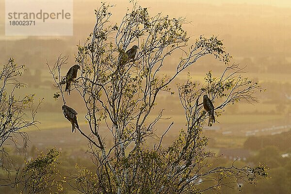 Rotmilan (Milvus milvus) vier Erwachsene  bei Sonnenuntergang im Baum sitzend  Chilterns  Buckinghamshire  England  Juni