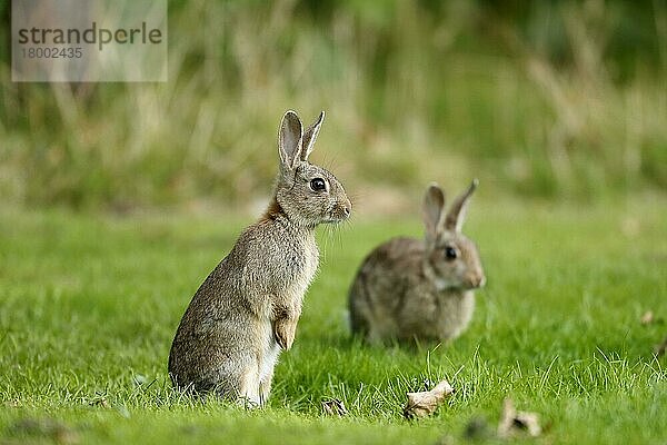 Europäisches Kaninchen (Oryctolagus cuniculus) zwei Erwachsene  wachsam auf Gras  Warwickshire  England  September
