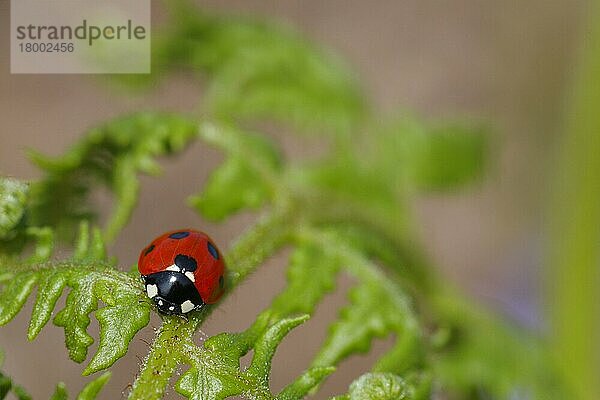 Erwachsener Sieben-Punkt-Marienkäfer (Coccinella septempunctata)  ruhend auf dem Wedel von Bracken (Pteridium aquilinum)  Powys  Wales  Juni