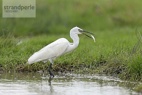 Seidenreiher (Egretta garzetta)  erwachsen  fischfressend  im Wasser stehend  Suffolk  England  August