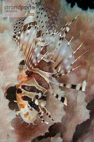 Erwachsener Zebra-Löwenfisch (Dendrochirus zebra)  ruhend auf der Seite des Fassschwamms (Xestospongia testudinaria)  Kareko Point  Lembeh-Straße  Sulawesi  Größere Sunda-Inseln  Indonesien  Februar  Asien