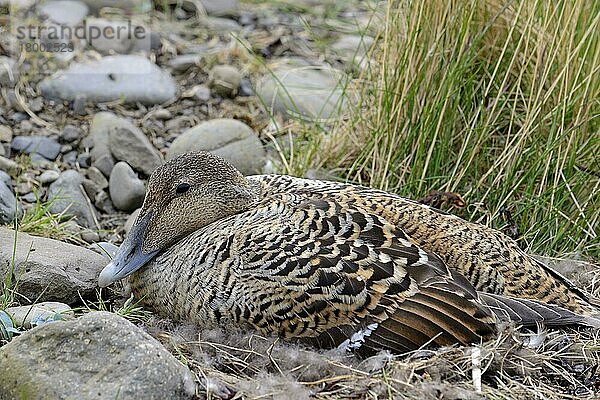 Eiderente (Somateria mollissima)  erwachsenes Weibchen  auf Nest sitzend  Island  Juni  Europa