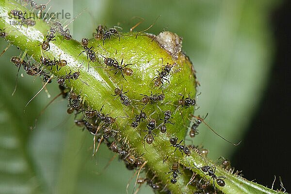 Erwachsene Ameise (Azteca sp.)  Gruppe über myrmerophytische Pflanze Tococa (Tococa guianensis)  Ameisen schützen die Pflanze vor Parasiten und geben ihr Azot ihrer Exkremente und die Pflanze bietet Ameisen Unterschlupf in vergrößerten Teilen der B