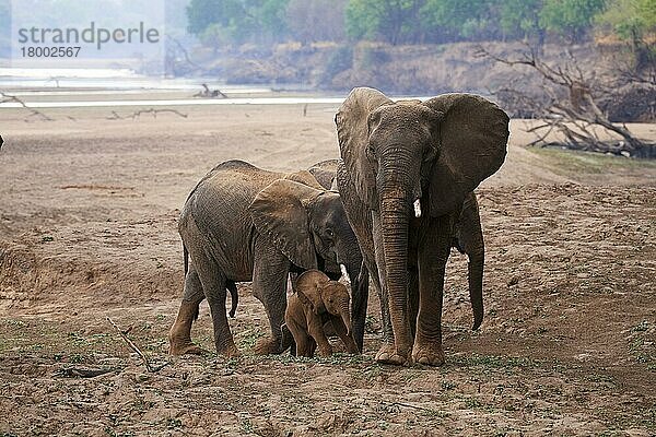 Afrikanische Elefanten (Loxodonta africana)  Gruppe durchquert das Luangwa-Flussbett zusammen mit Elefantenkälbern  South Luangwa National Park  Sambia  Afrika