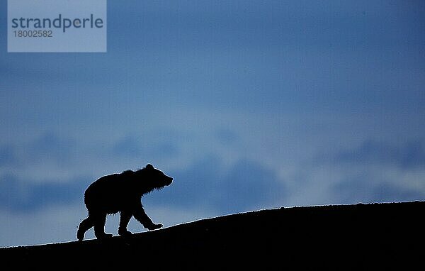 Grizzlybär  Grizzlybären (Ursus arctos horribilis)  Braunbär  Braunbären  Bären  Raubtiere  Säugetiere  Tiere  Grizzly Bear cub  walki