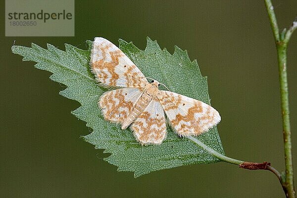 Kleine Gelbe Welle (Hydrelia flammeolaria)  erwachsenes Männchen  ruhend auf dem Blatt der Silberbirke (Betula pendula) im Garten  Leicestershire  England  Juni