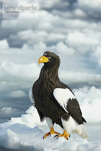 Stellers Seeadler (Haliaeetus pelagicus)  erwachsen  stehend auf vorgelagertem Meereis  Hokkaido  Japan  Februar  Asien