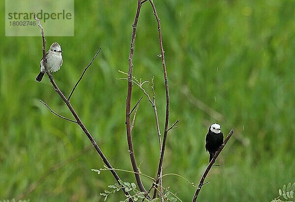 Erwachsenes erwachsenes Paar Weißkopf-Moosbeeren (Arundinicola leucocephala)  während des Regens auf Zweigen sitzend  Atlantischer Regenwald  Reserva Ecologica de Guapi Assu  Bundesstaat Rio de Janeiro  Brasilien  Juli  Südamerika