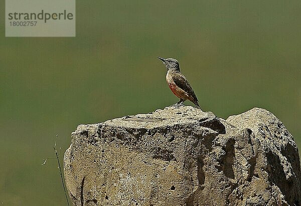 Bodenspecht (Geocolaptes olivaceus prometheus)  erwachsen  stehend auf Fels  Wakkerstroom  Mpumalanga  Südafrika  November