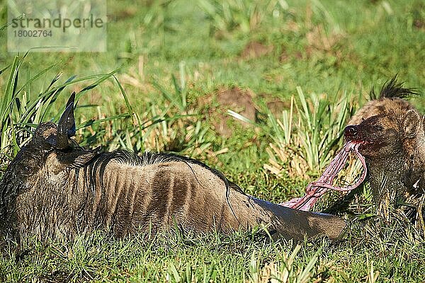 Tüpfelhyäne (Crocuta crocuta) frisst an noch lebendigem Beutetier  Streifengnu (Connochaetes taurinus)  Masai Mara National Reserve  Kenia  Afrika