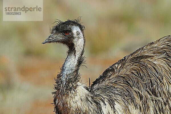 Emu (Dromaius novaehollandiae) erwachsen  Nahaufnahme von Kopf und Hals  Rotes Zentrum  Northern Territory  Australien  September  Ozeanien