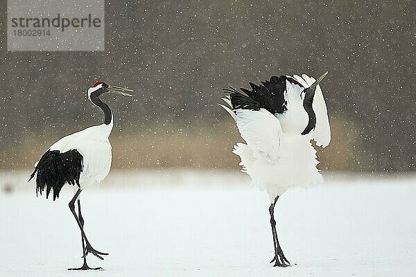 Erwachsenes erwachsenes Paar des Japanischen Rotkronenkranichs (Grus japonensis)  der sich bei Schneefall im Schnee zeigt  Hokkaido  Japan  Februar  Asien