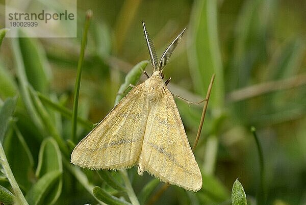 Yellow Belle (Semiaspilates ochrearia) erwachsenes Männchen  in Sanddünen ruhend  Pembrey Country Park  Llanelli  Carmarthenshire  Wales  Mai