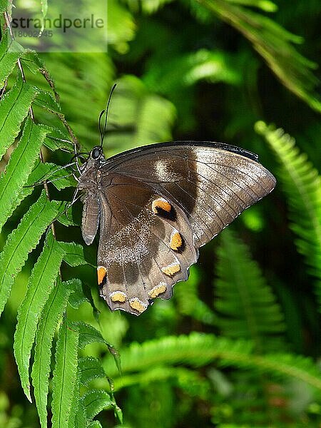 Ulysses-Schmetterling (Papilio ulysses joesa) erwachsen  auf Farn ruhend  Daintree N. P. Queensland  Australien  September  Ozeanien