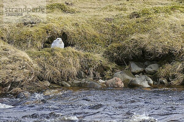 Berghase (Lepus timidus) erwachsen  im Winterfell  in Form am Fluss sitzend  Alvie Estate  Cairngorms N.P.  Highlands  Schottland  Februar