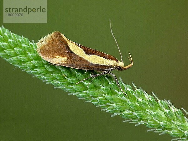 Großer Schwammspinner (Harpella forficella)  erwachsen  am Blütenstand des Großen Wegerichs (Plantago major) ruhend  Cannobina-Tal  Piemont  Norditalien  Juli