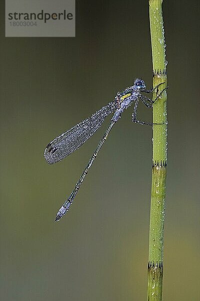 Emerald Damselfly (Lestes sponsa)  erwachsenes Männchen  ruht auf taubedecktem Sumpf-Schachtelhalm (Equisetum palustre)  Leicestershire  England  Großbritannien  Europa