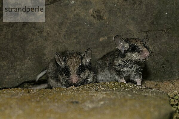 Zwei Gartenschläfer (Eliomys quercinus)  juvenile  Deutschland  Europa