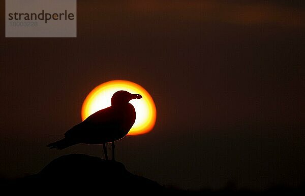 Erwachsene Lachmöwe (Larus fuscus)  Silhouette bei Sonnenuntergang  Saltee Inseln  Grafschaft Wexford  Irland  April  Europa