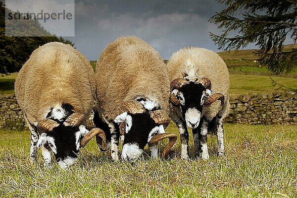 Hausschafe  Swaledale-Widder  drei auf der Weide weidende Schafe  Cumbria  England  September