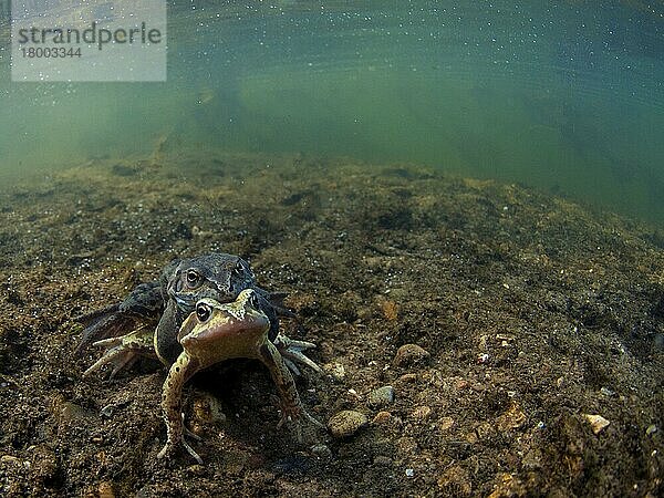 Gewöhnlicher Frosch (Rana temporaria)  erwachsenes Paar  im Amplexus  Paarung auf Kiesflussbett im Flusslebensraum  Nottinghamshire  England  April