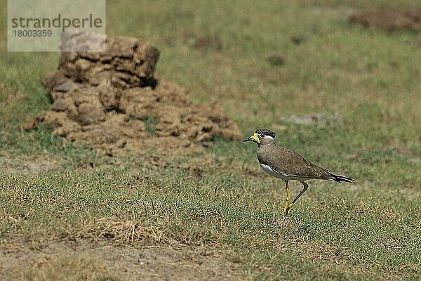 Gelblappenkiebitz (Vanellus malabaricus)  erwachsen  auf Gras laufend  Sri Lanka  Februar  Asien