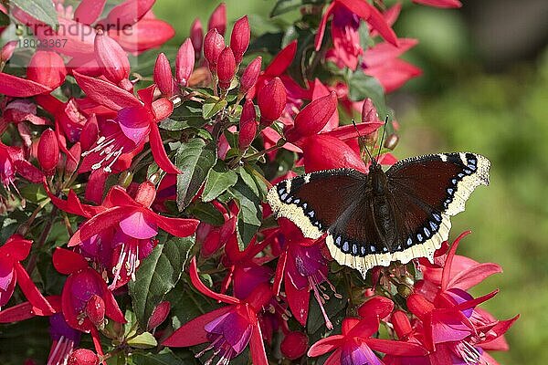 Camberwell Beauty (Nymphalis antiopa)  Erwachsene  ruht auf Fuschia-Blüten im Garten  England  Juli