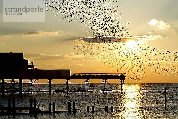 Gewöhnlicher Star Sturnus vulgaris-Schwarm  auf der Flucht  über dem Pier einquartiert  Silhouette bei Sonnenuntergang  Royal Pier  Aberystwyth  Ceredigion  Wales  Februar