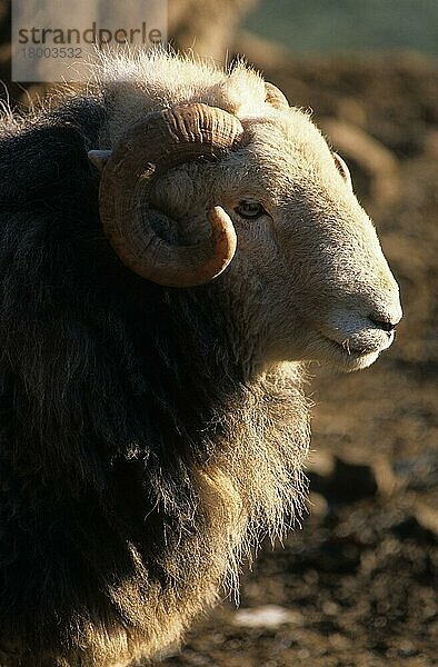 Hausschaf  Herdwick-Widder  Seitenansicht des Kopfes  Cumbria  England  Dezember