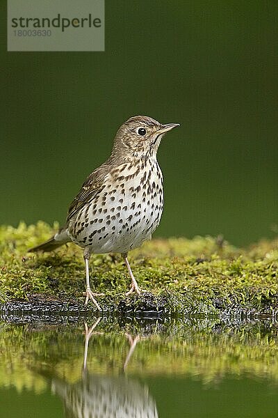 Singdrossel (Turdus philomeos) erwachsen  stehend am Ufer  Debrecen  Ungarn  Mai  Europa