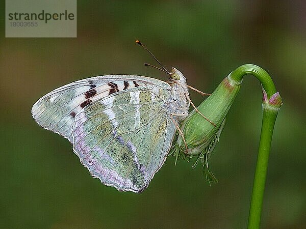 Silber gewaschener Scheckenfalter (Argynnis paphia) Valesina-Form  erwachsen  auf der Doldenblütenknospe ruhend  Cannobina-Tal  Piemont  Norditalien  Juli